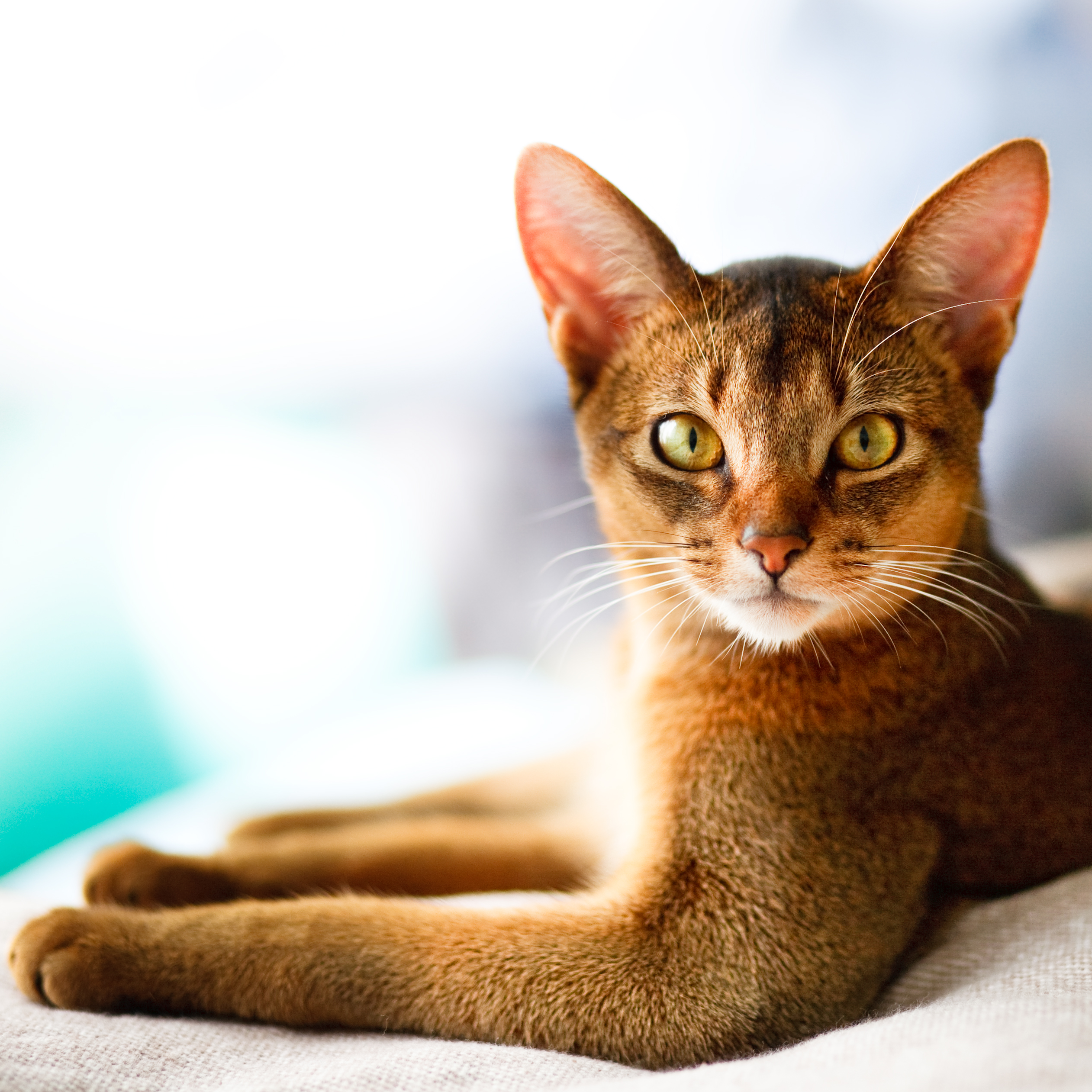 cat looking alerted while sitting down majestically