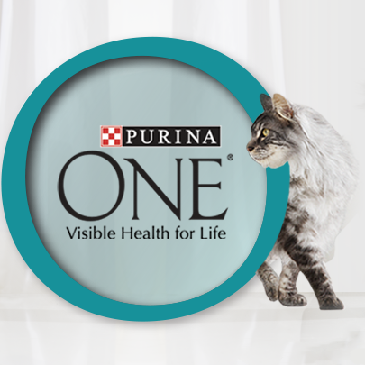 Maine Coon cat looking at the PURINA ONE logo