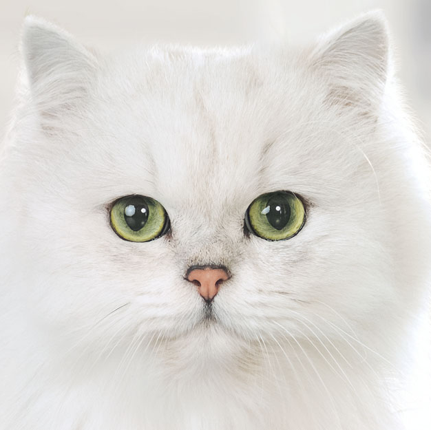 Fancy Feast Persian Cat