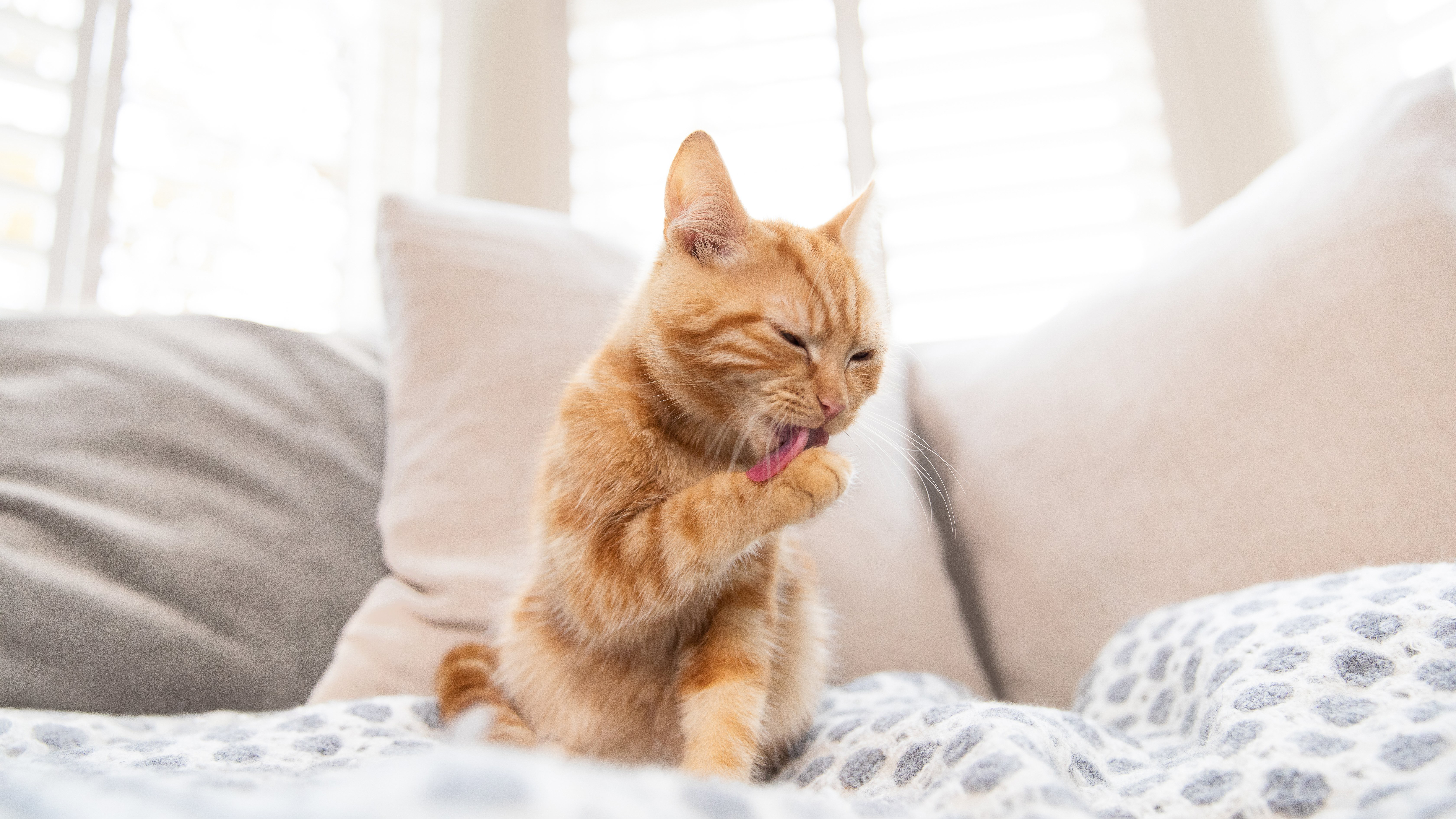 Ginger kitten licking paw.