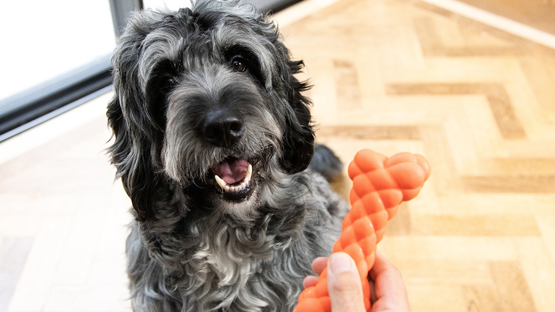 Dog sitting looking at orange toy