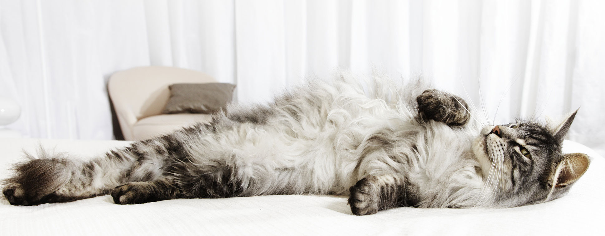 Grey cat rolling around on a bed.