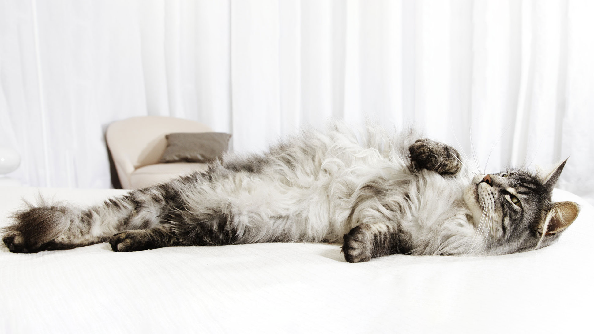 Grey cat rolling around on a bed.