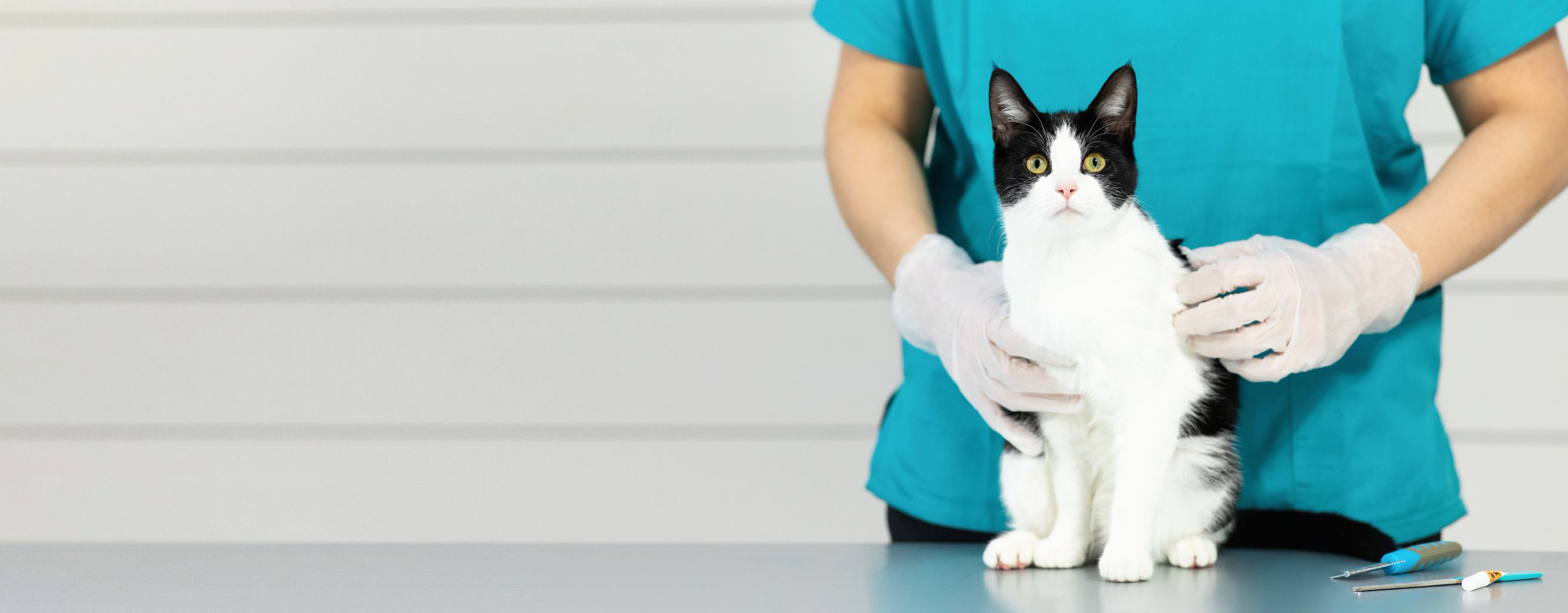 Snowshoe cat on vet table