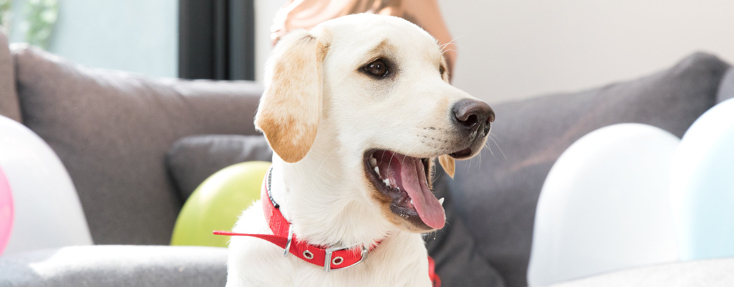 Golden Labrador retriever with red collar and mouth open