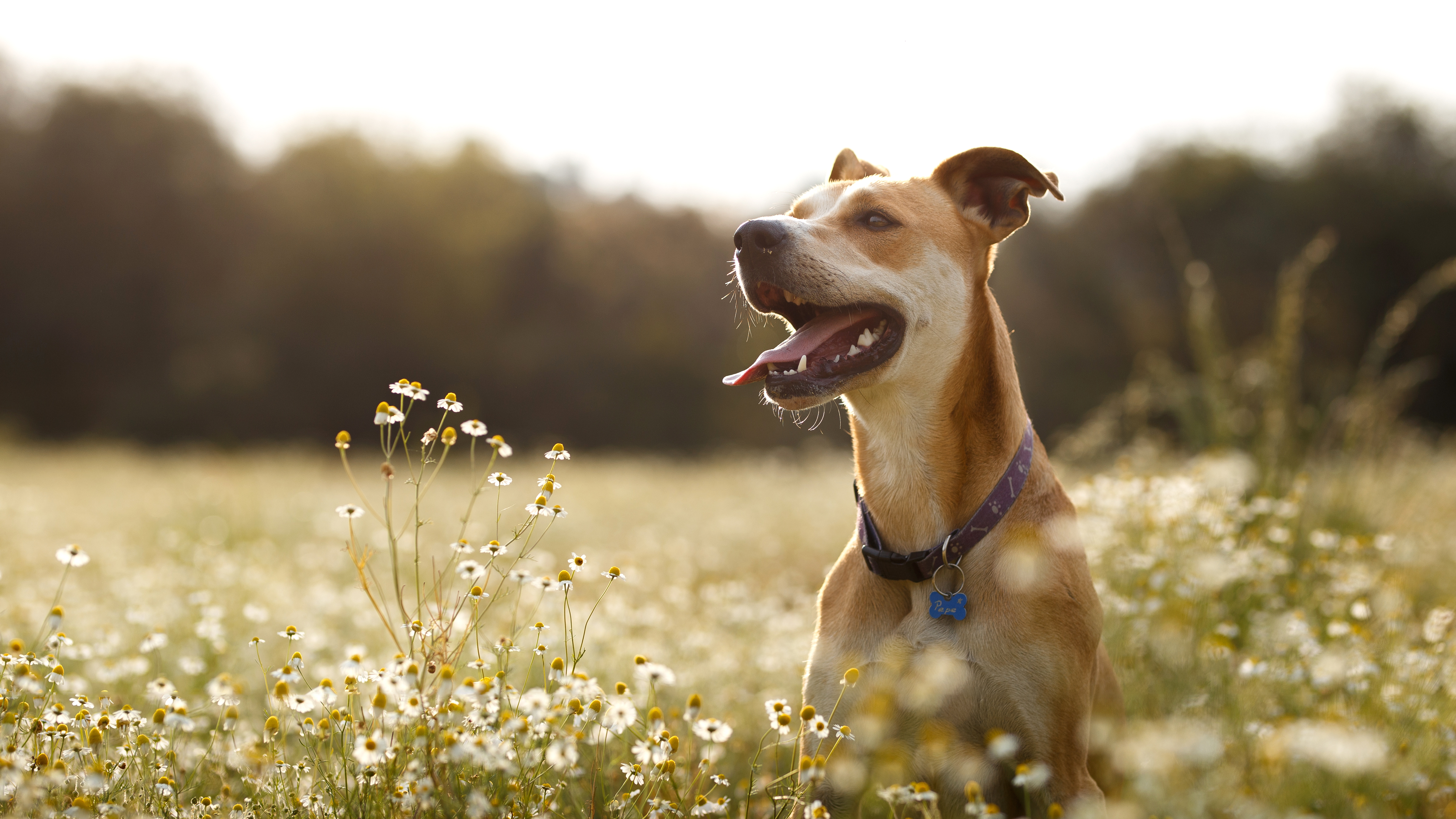 Dog jumping in a field of daisies.