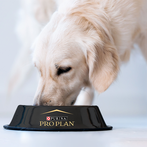 Golden retriever eating from a pro plan dog food bowl