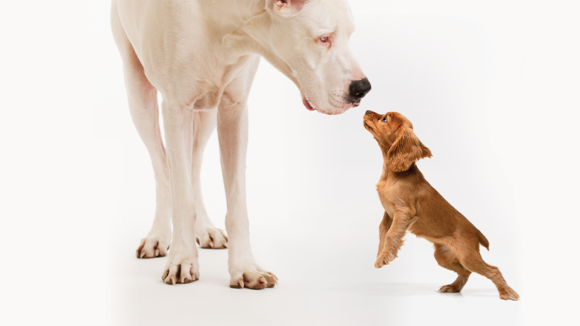 Explore SUPERCOAT Dry Dog Food Purina