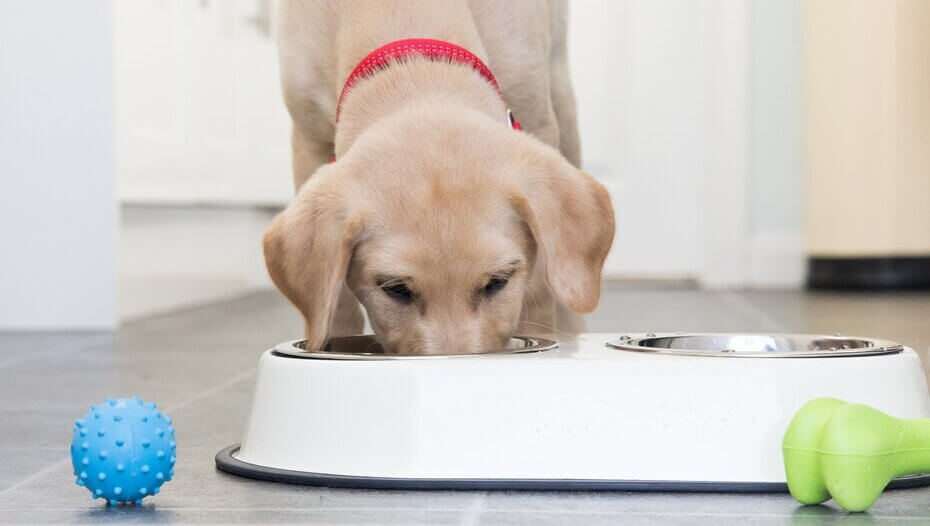 labrador being served winalot wet dog food