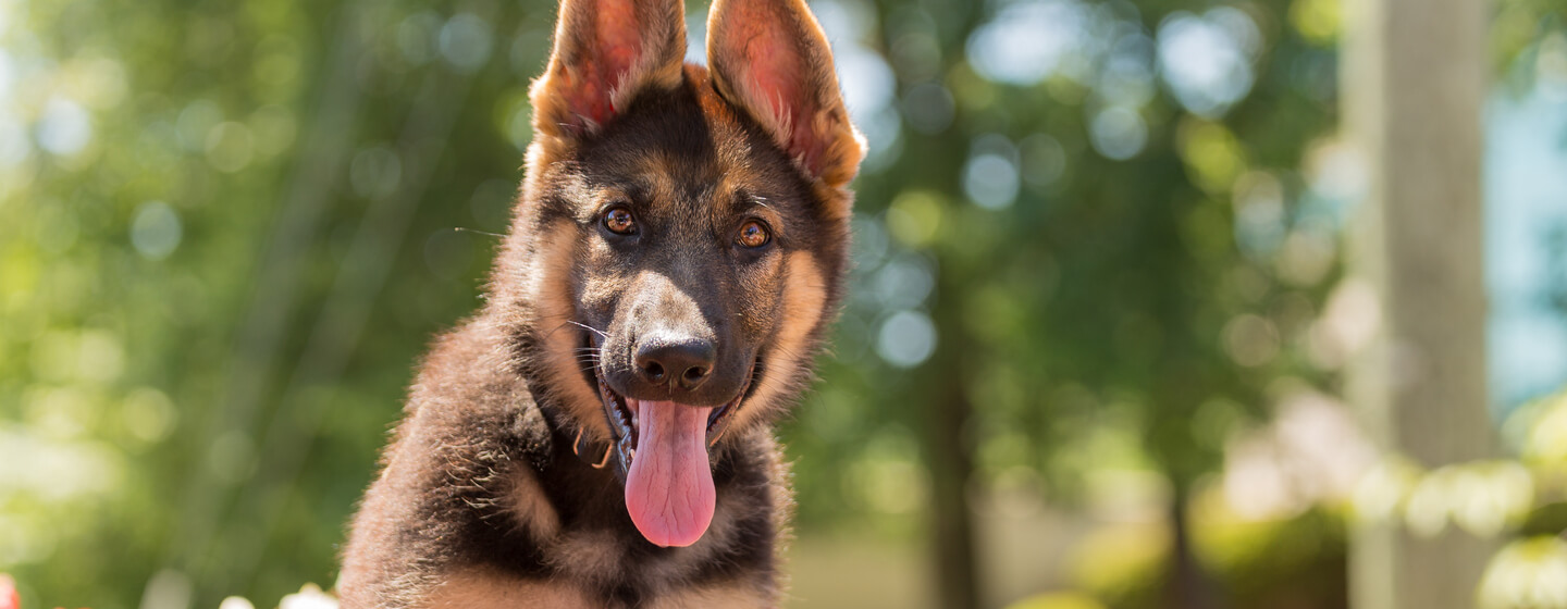 German Shepherd Names for Your New Puppy HERO