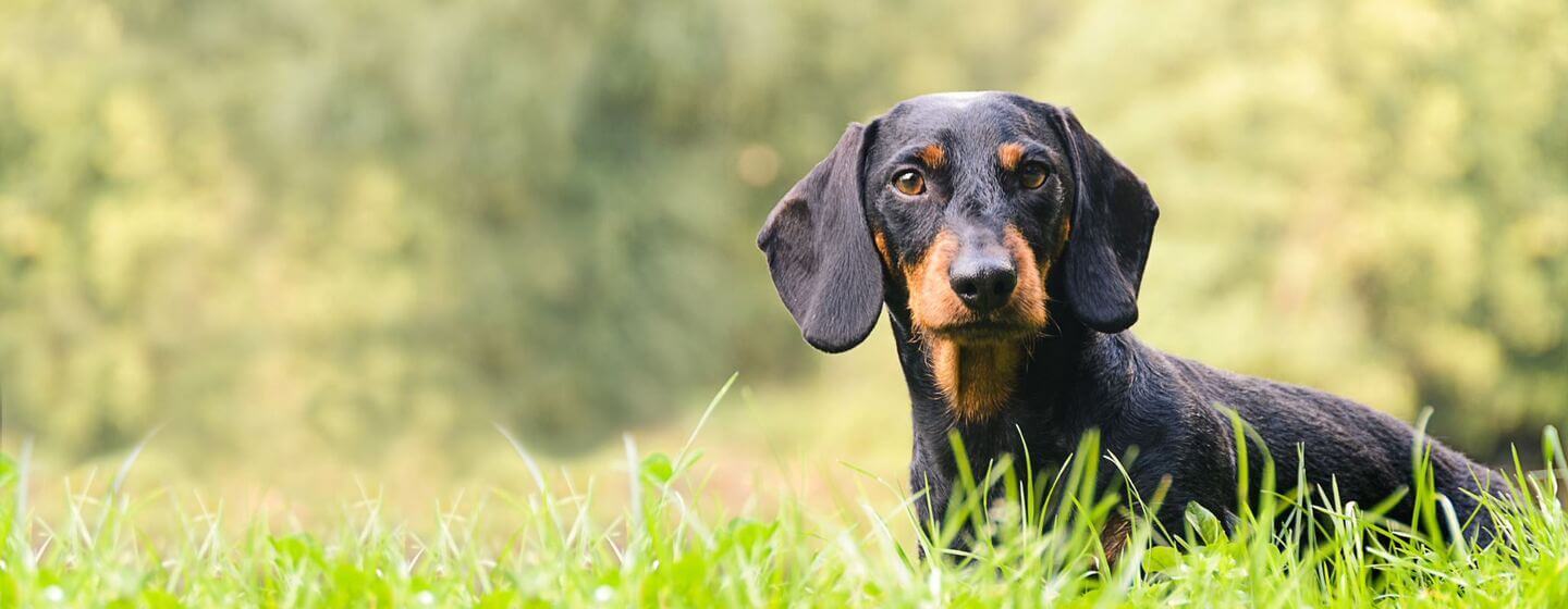 Hound Dogs Everything You Need to KnowHERO