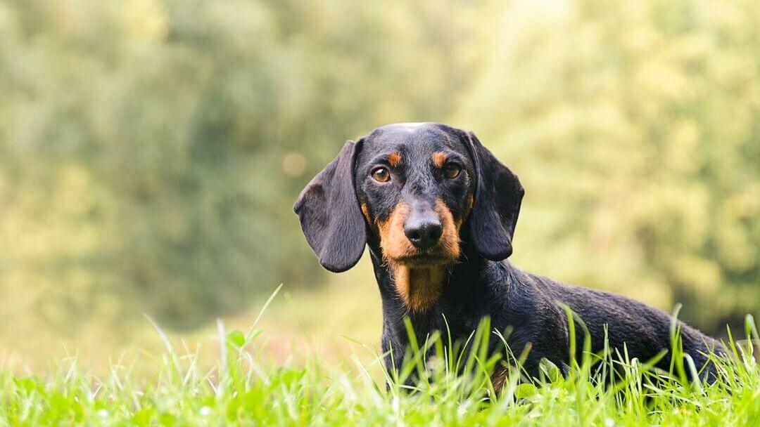 Hound Dogs Everything You Need to KnowTEASER