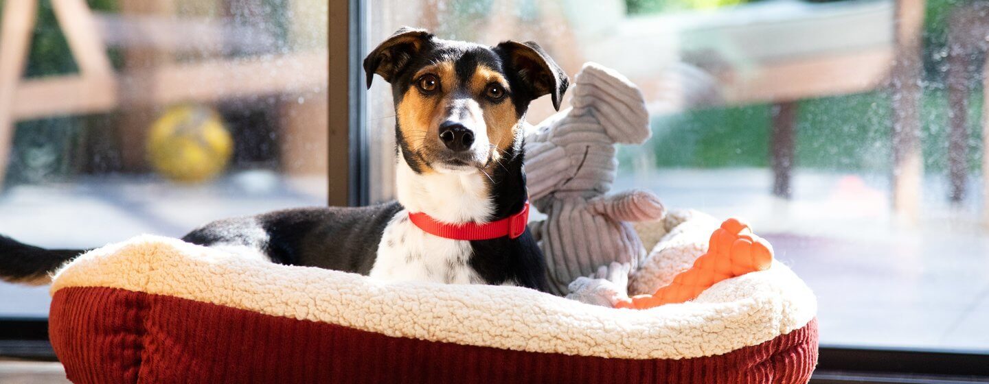 Puppy Neutering - Your Questions Answered QATEASER