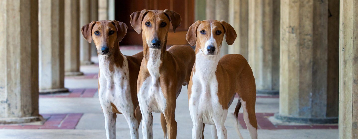 Rare Dog Breeds HERO