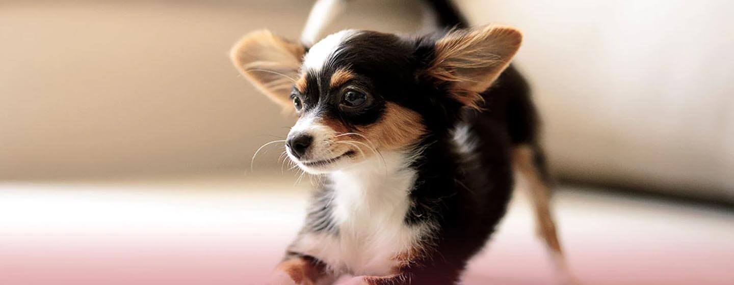 small dog development 1