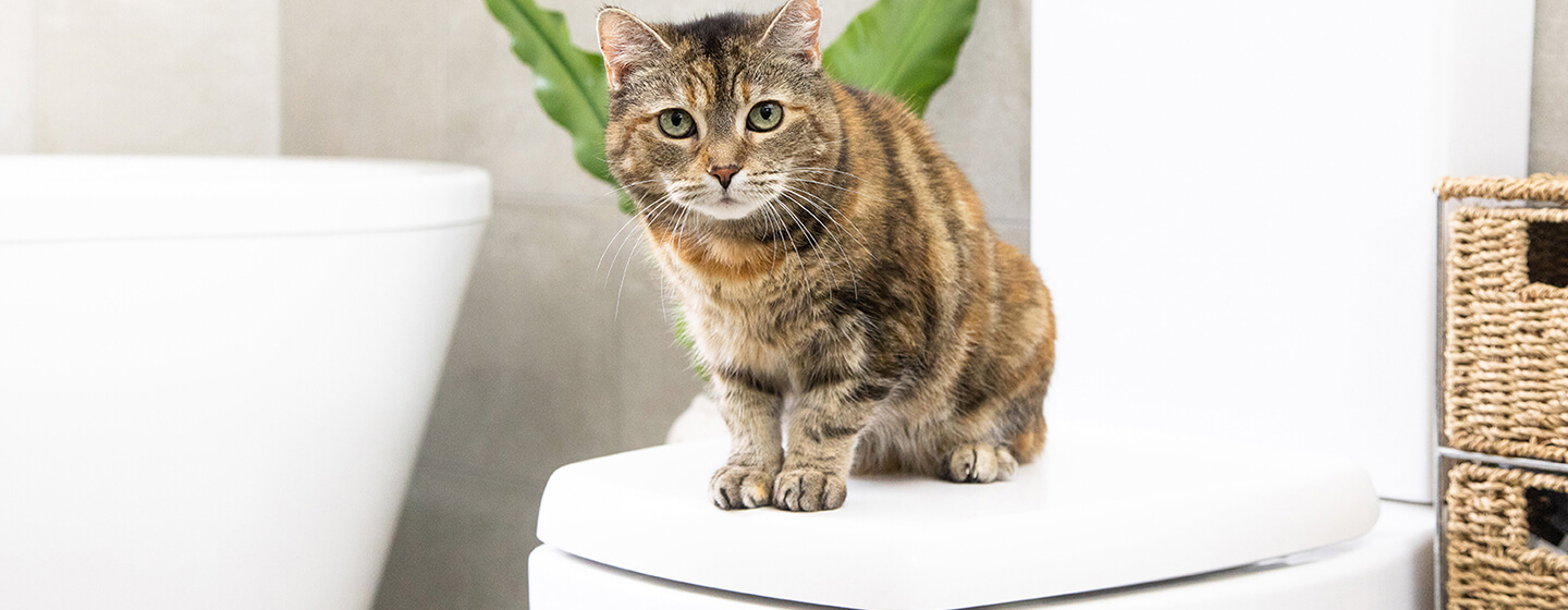 Bathing Cats: Everything You Need to Know