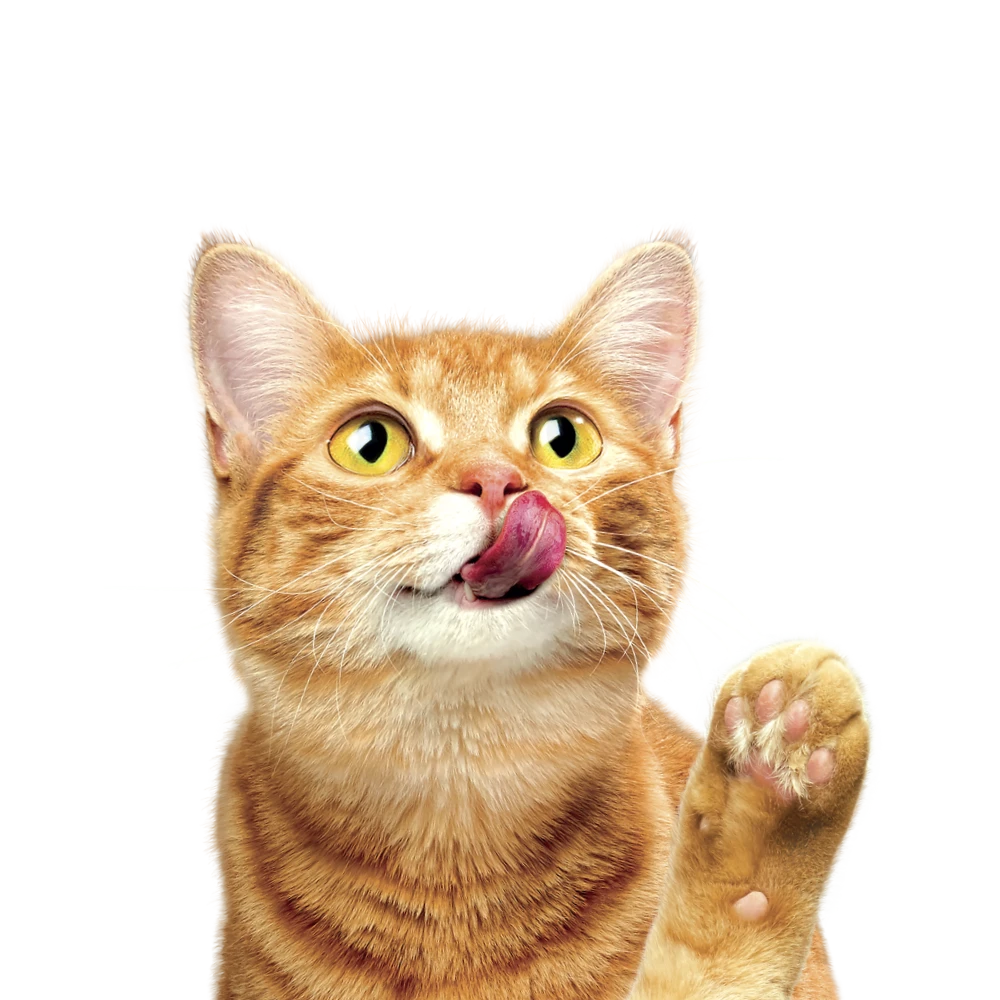Friskies cat