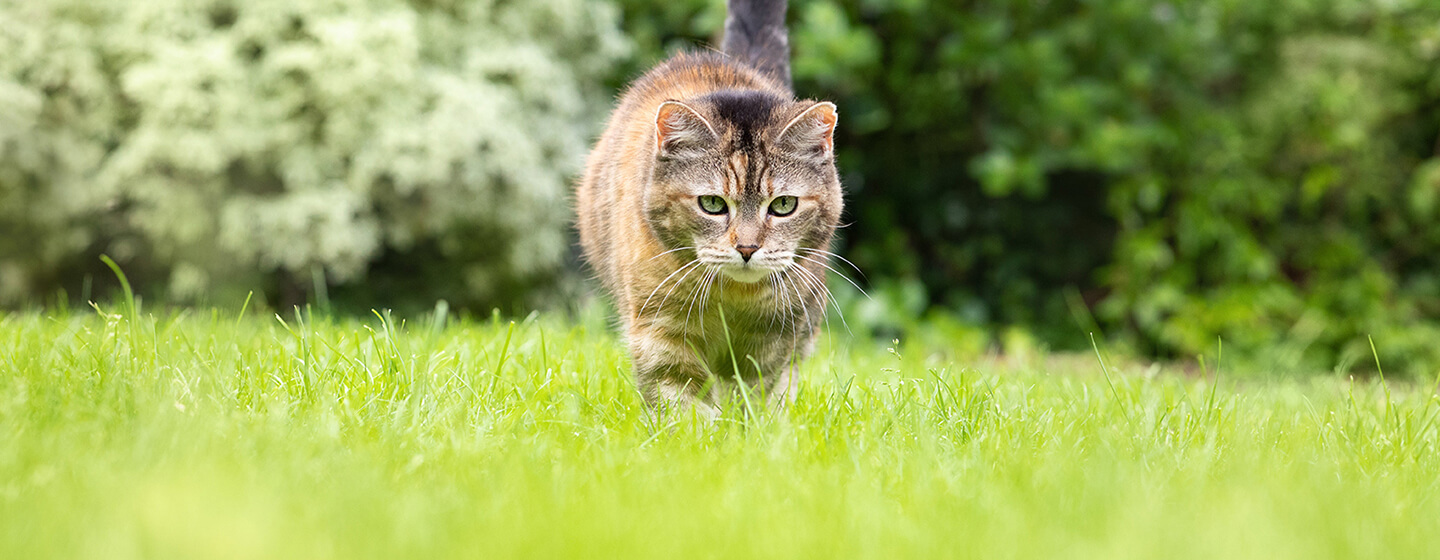 Cat Fleas: Causes, Prevention and Treatment