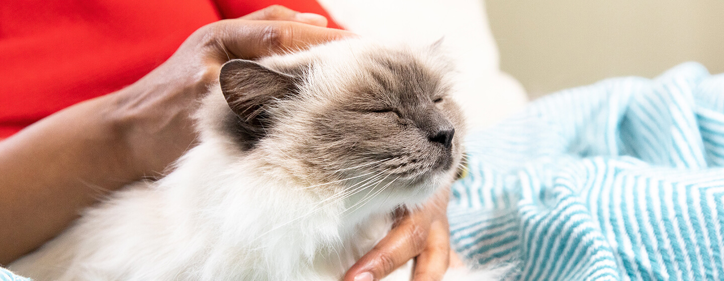How to Massage Your Cat