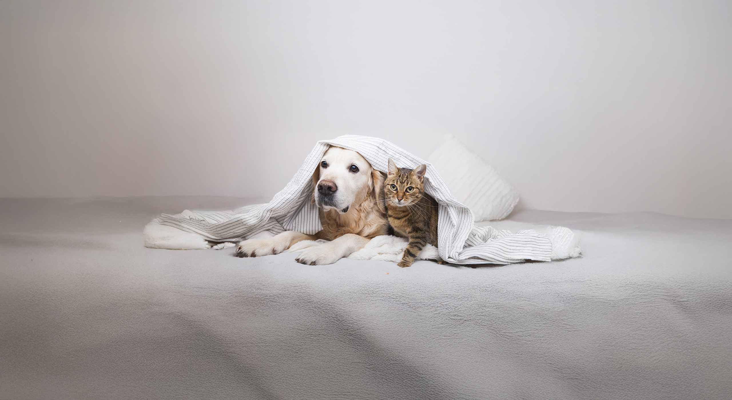 Cat and dog lying in blanket