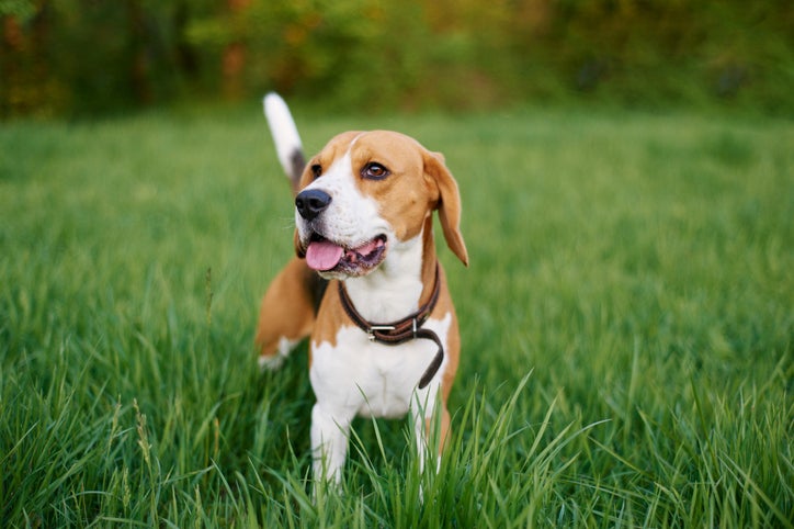 Beagle