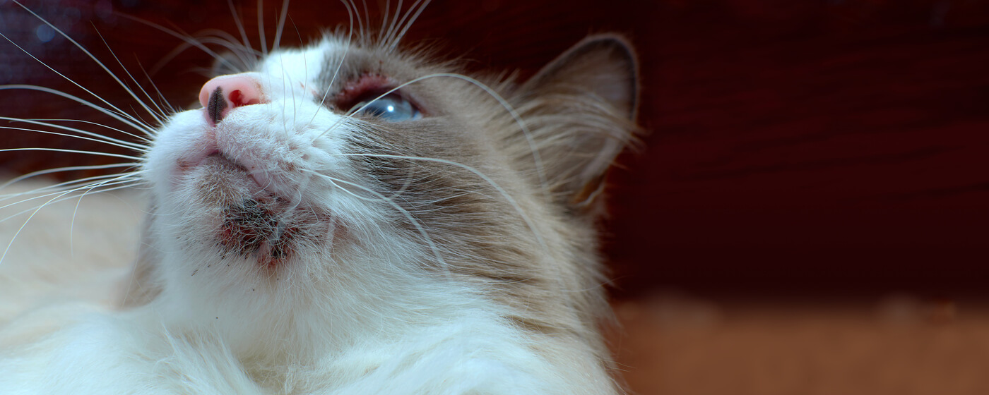 Cat Acne and How to Treat It