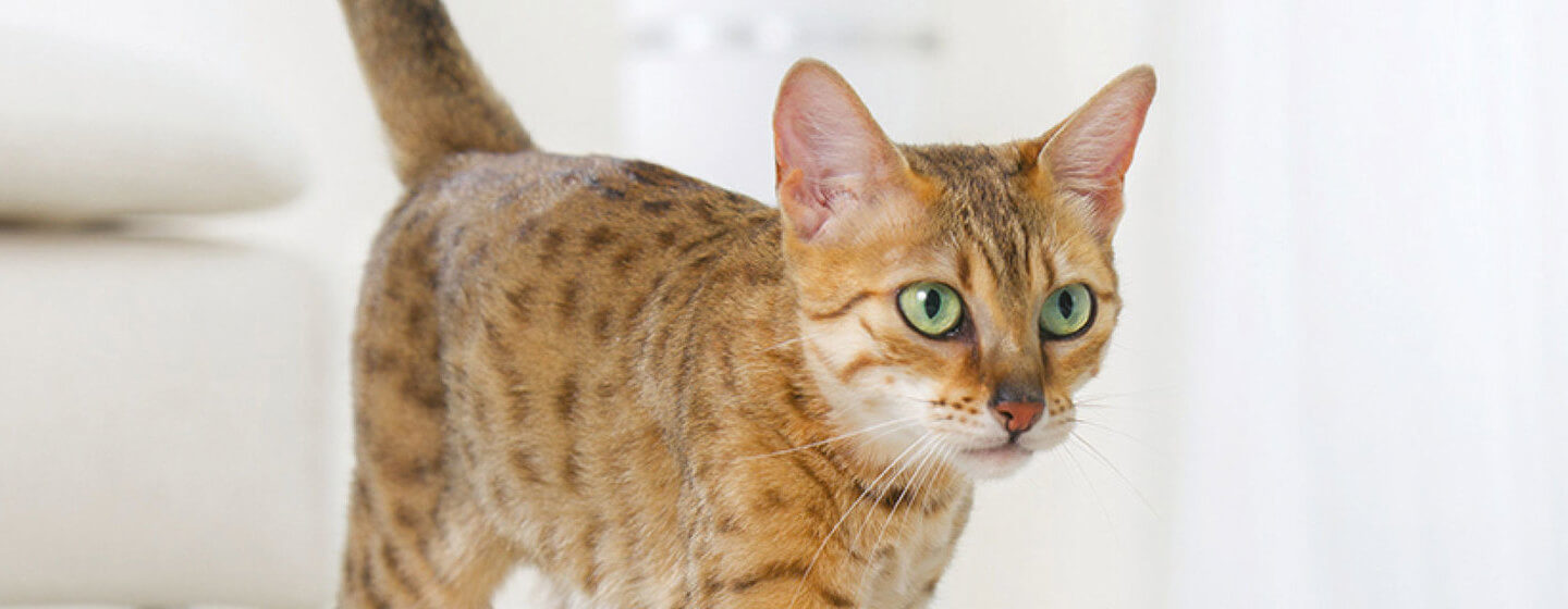 Understanding Cat Spraying and Marking