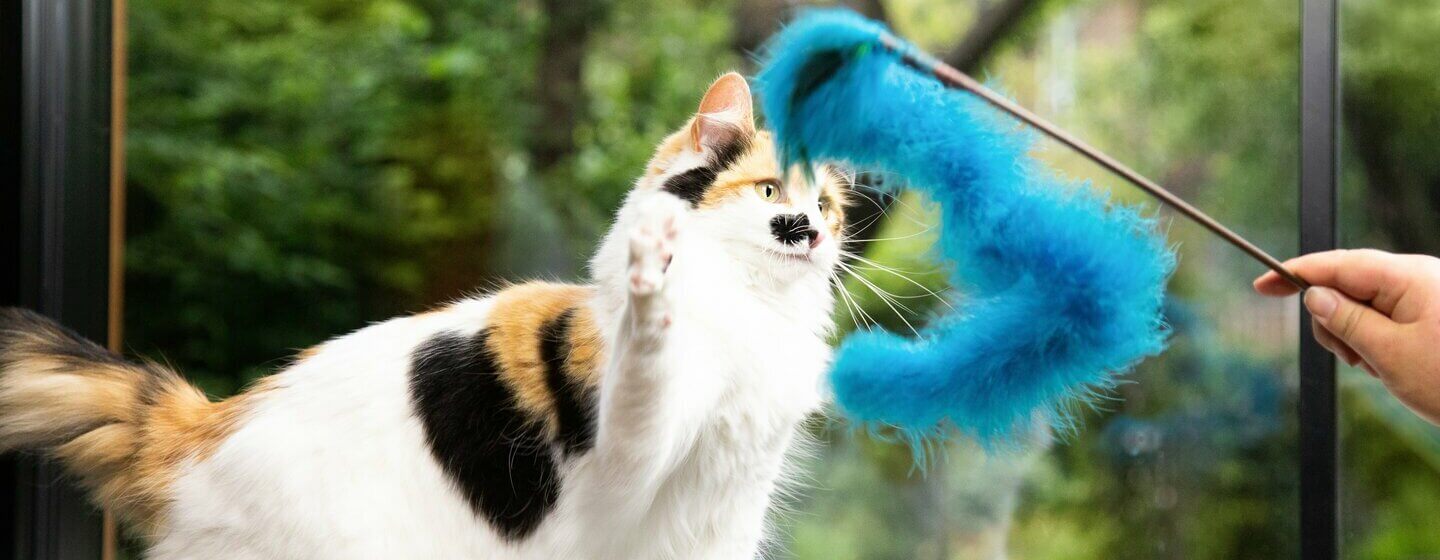 What Do Cats Eat?