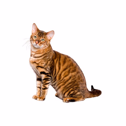 Toyger