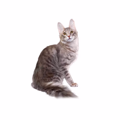 Turkish Angora