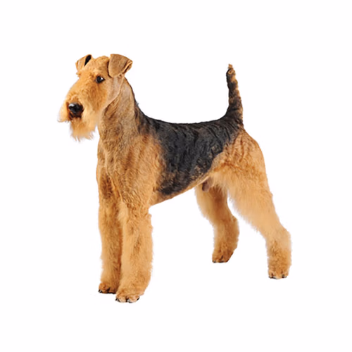 Airedale Terrier