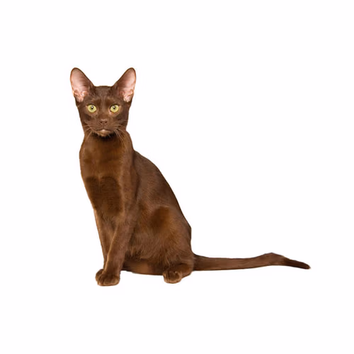 Havana Brown