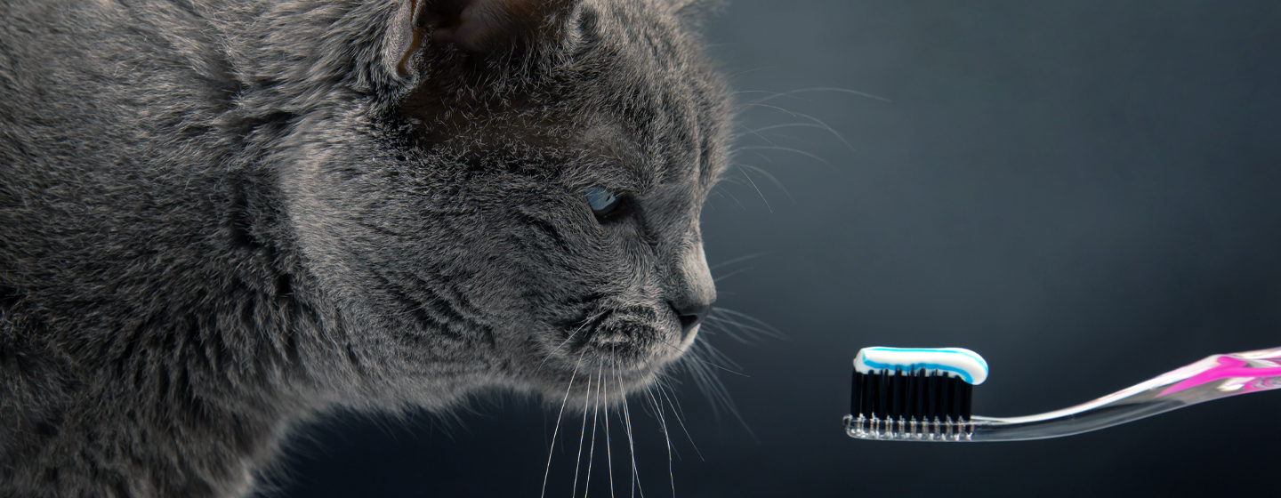 Cat Dental Care