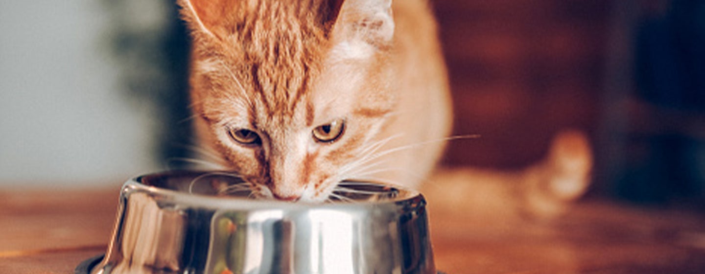 Why Is My Cat Always Hungry?