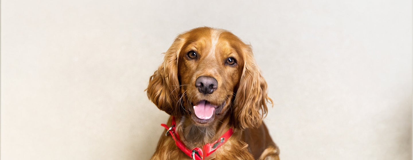 An Introduction To Dog Types