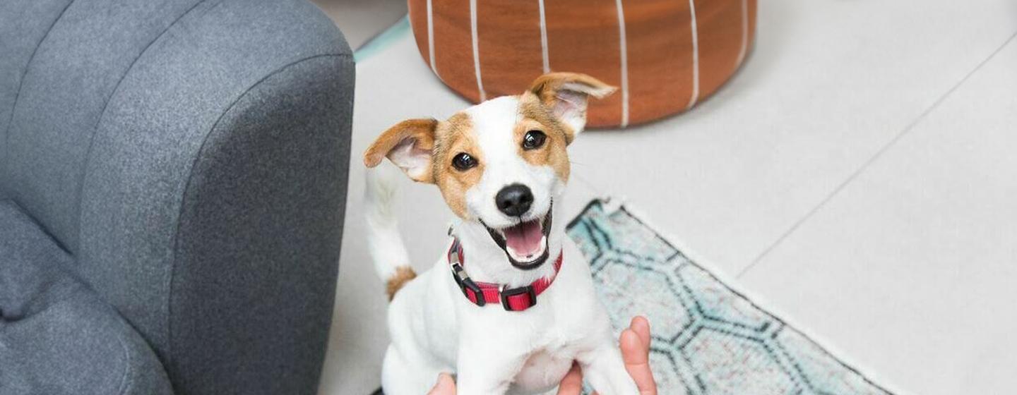 Attention-seeking dog behaviour