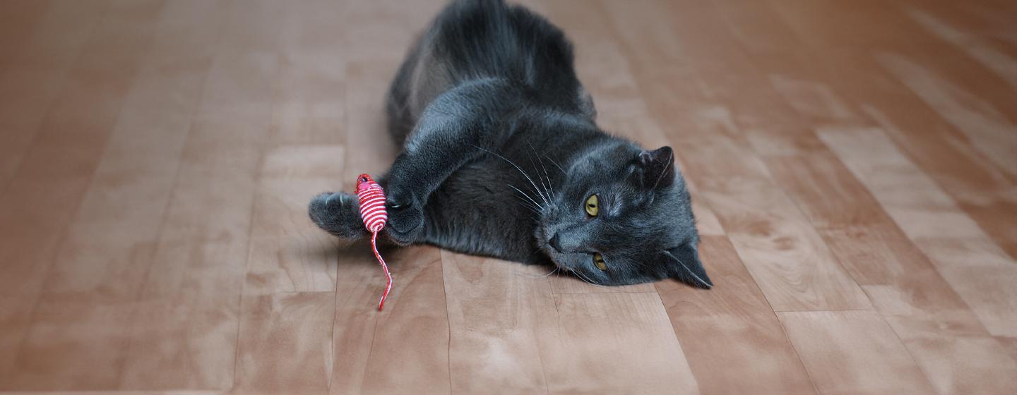 Best Types of Toys for Senior Cats