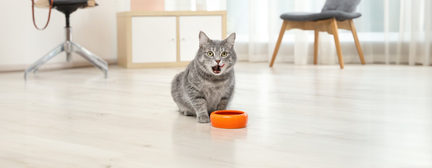 Can Cats Eat Oatmeal?