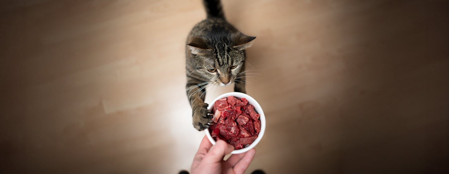 Can Cats Eat Raw Meat? All About Raw Food Diets for Cats