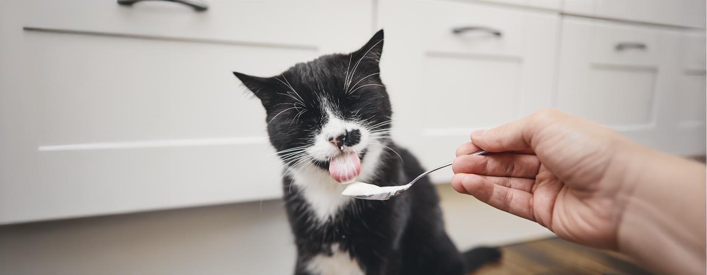 Can Cats Eat Yogurt