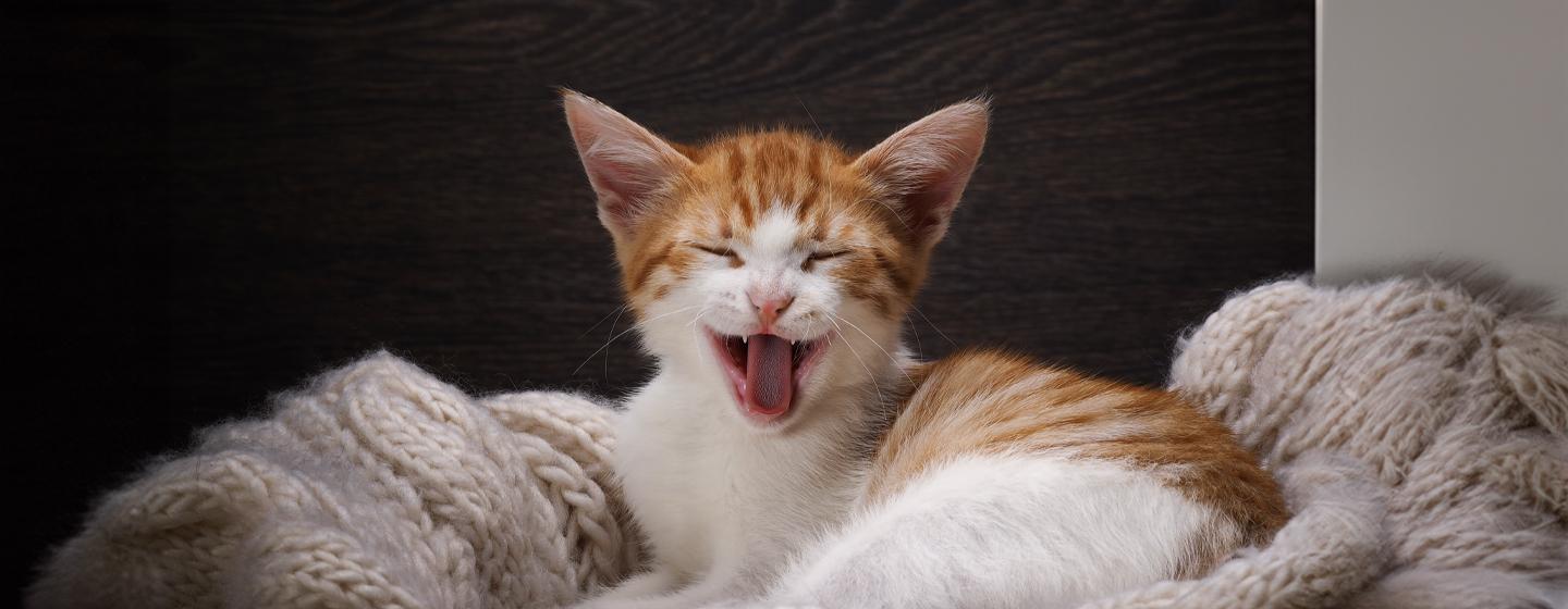 Can Cats Laugh and Smile?