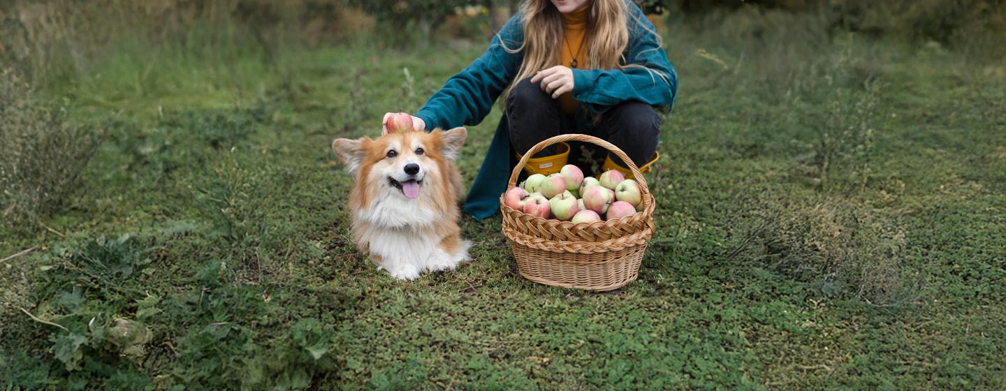 Can Dogs Eat Apples?