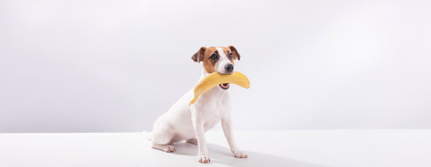 Can Dogs Eat Bananas?