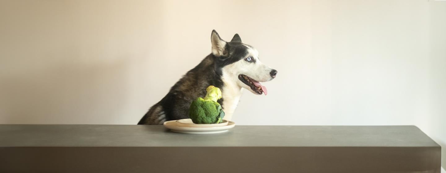 Can Dogs Eat Broccoli?
