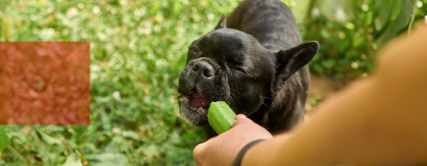 Can Dogs Eat Cucumber