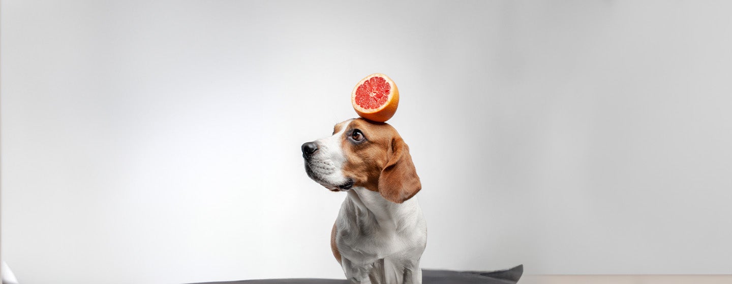 Can Dogs Eat Grapefruit?