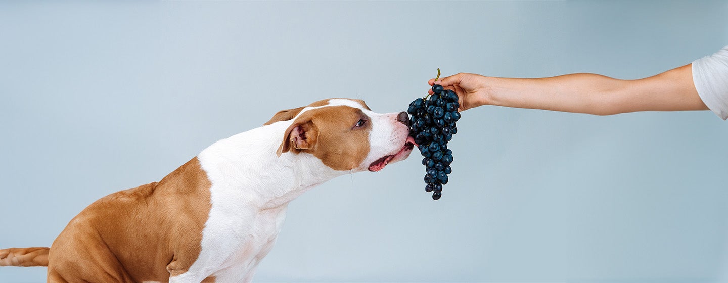 Can Dogs Eat Grapes?