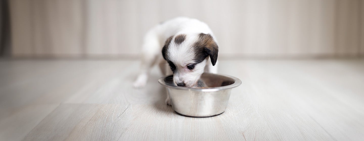 Can Dogs Eat Green Beans?