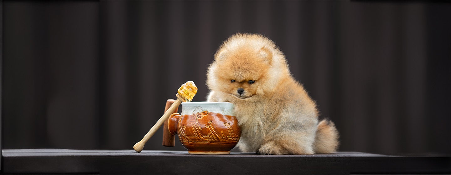 Can Dogs Eat Honey?