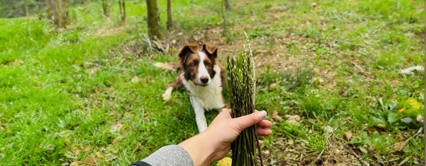 /care-and-advice/dog/feeding-and-nutrition/can-dogs-eat-asparagus